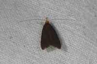 Eurodachtha pallicornella