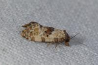 Neocochylis molliculana