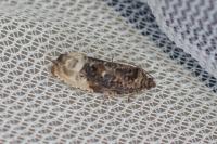 Hedya nubiferana