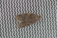 Cnephasia incertana