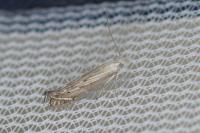 Isophrictis anthemidella