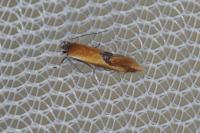 Batia lunaris