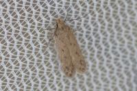 Bryotropha desertella
