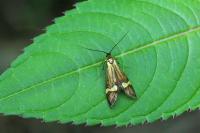 Nemophora degeerella