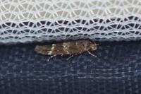 Mompha subbistrigella