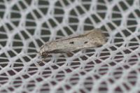 Elachista biatomella