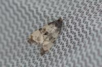 Cochylichroa atricapitana