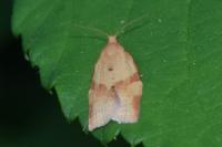 Clepsis consimilana