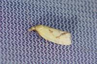 Agapeta hamana