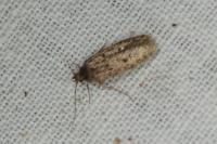 Hofmannophila pseudospretella