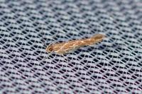 Pyroderces argyrogrammos