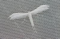 Pterophorus pentadactylus
