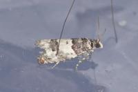 Epinotia thapsiana
