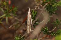 Pleurota bicostella