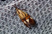 Alabonia geoffrella