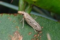 Holcopogon bubulcellus