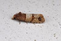 Lobesia indusiana/limoniana