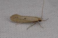 Myrmecozela ataxella