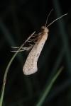 Myrmecozela ataxella