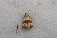Phalonidia albipalpana