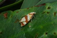 Phalonidia albipalpana