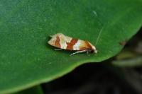 Phalonidia albipalpana