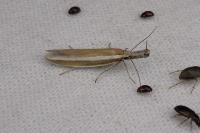 Pleurota aristella