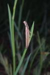 Pleurota aristella