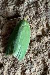 Tortrix viridana