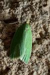 Tortrix viridana