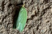 Tortrix viridana