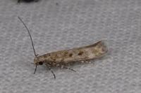 Scrobipalpa