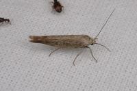 Scythris