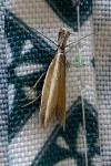 Pleurota aristella