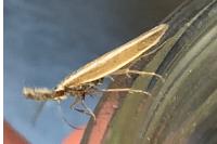 Pleurota aristella