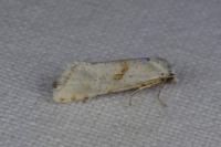 Cochylimorpha straminea/alternana