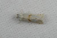 Cochylimorpha straminea/alternana