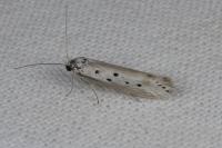 Ethmia terminella