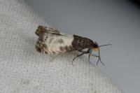 Notocelia cynosbatella