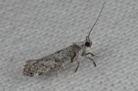 Paraswammerdamia albicapitella
