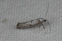 Paraswammerdamia albicapitella
