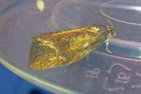 Ptycholoma lecheana