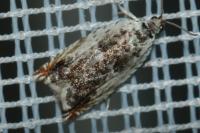 Ancylis laetana