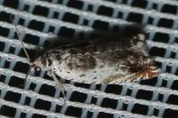 Ancylis laetana