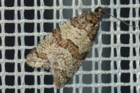 Isotrias rectifasciana