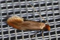 Tinea semifulvella