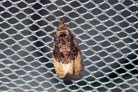 Hedya ochroleucana