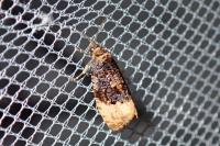 Hedya ochroleucana