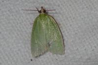 Tortrix viridana