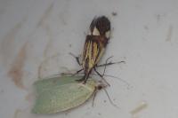 Alabonia geoffrella